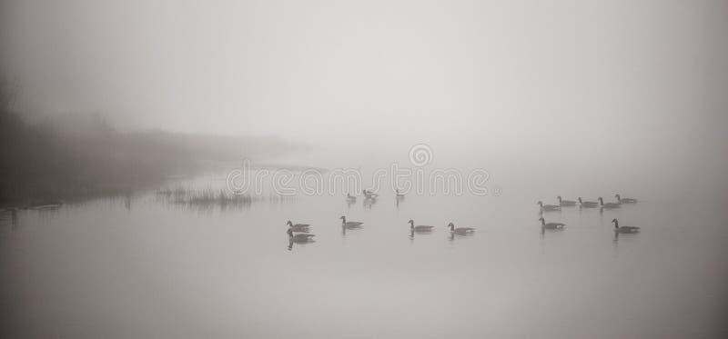https://thumbs.dreamstime.com/b/canadian-geese-swimming-heavy-fog-gaggle-navigate-november-waters-their-way-south-62424707.jpg