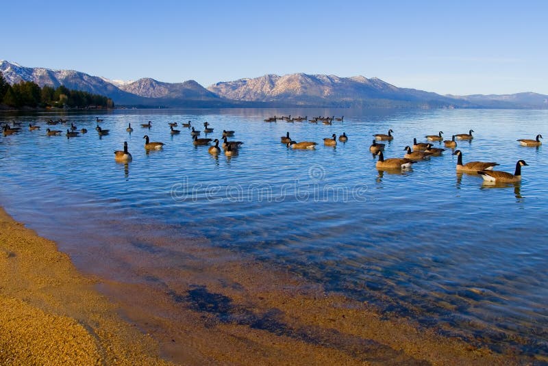Canadian Geese swimming in the lake stock image