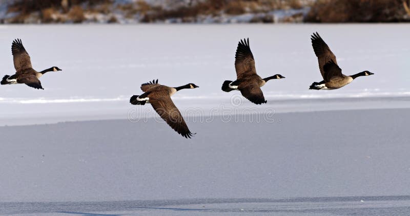 Canadian Geese taking flight over a frozen lake stock photo
