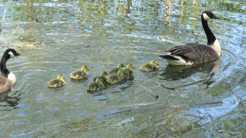 Canada Goose family swimming on a pond.