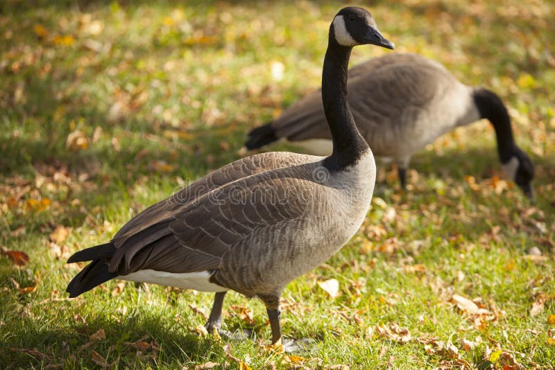 Canadian Geese stock photos