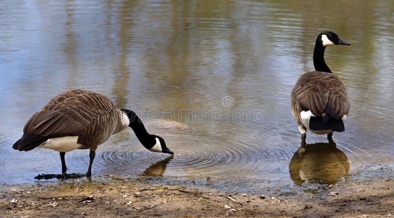 Canadian Geese by the water royalty free stock image
