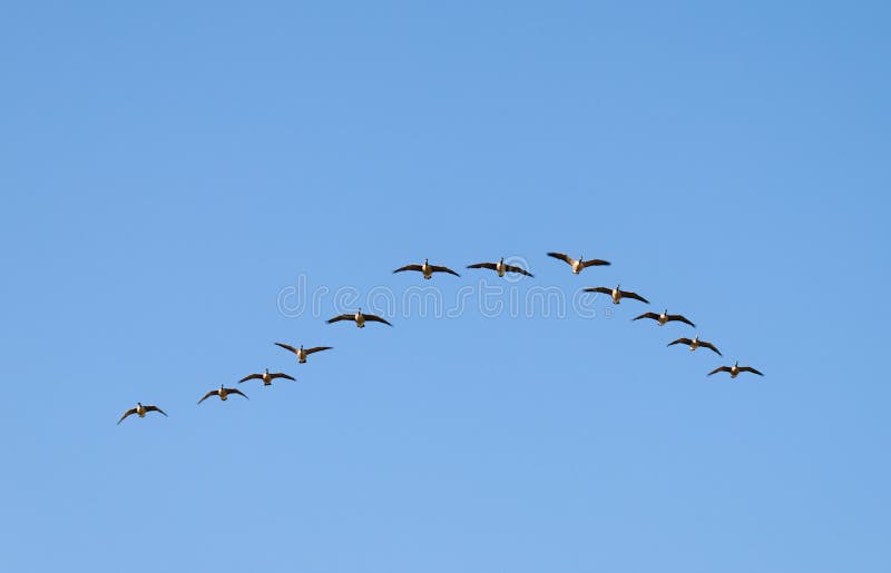 Canadian Geese Wedge royalty free stock images