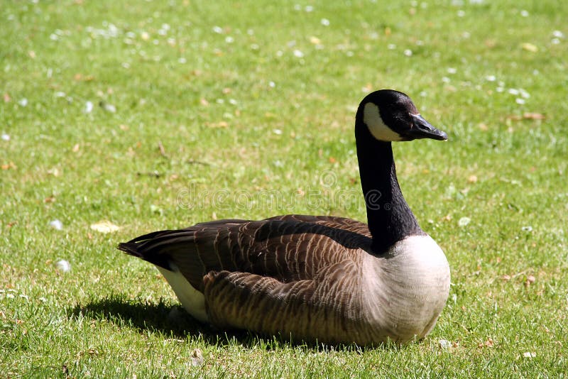 Canada goose cheap vancouver yellow