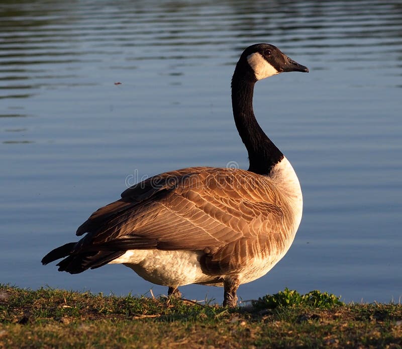 Canadiense gansos o de pie en césped junto a en verano.