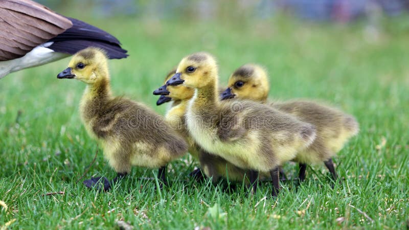 Canadian goose with chicks, geese with goslings walking in green grass in Michigan during spring.