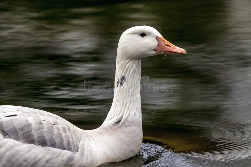 Canadian goose in the snow stock image. Image of reflection 64341257