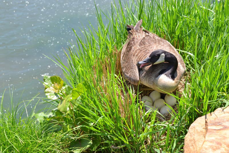 Canadian Goose with Eggs and Nest