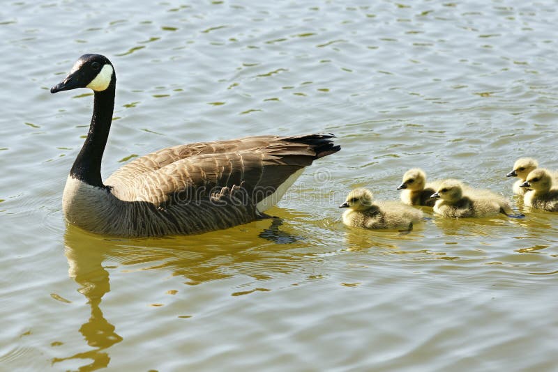 Canadian goose family