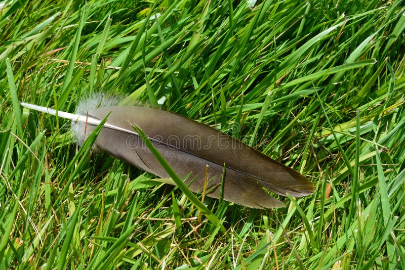 Canadian Goose Feather in the Grass Stock Photo Image of large