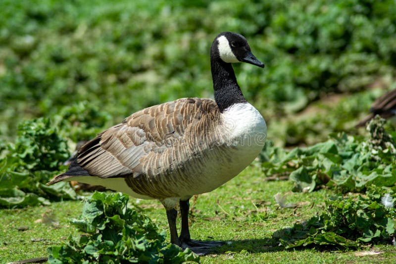 Nene Park Ferry Meadows Peterborough