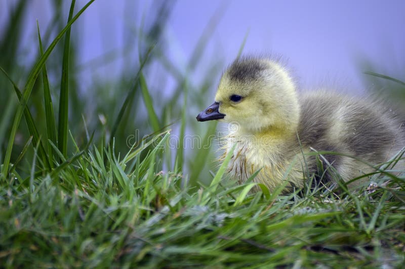 Canadian goose fledgling