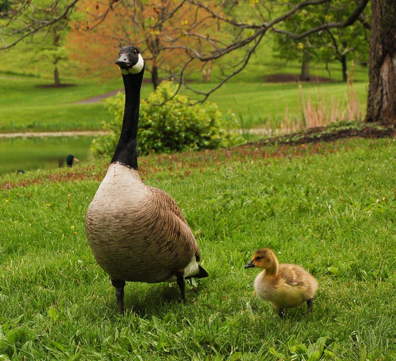 Canadian Goose With Gosling Stock Photo Image of goose, birds 18282400