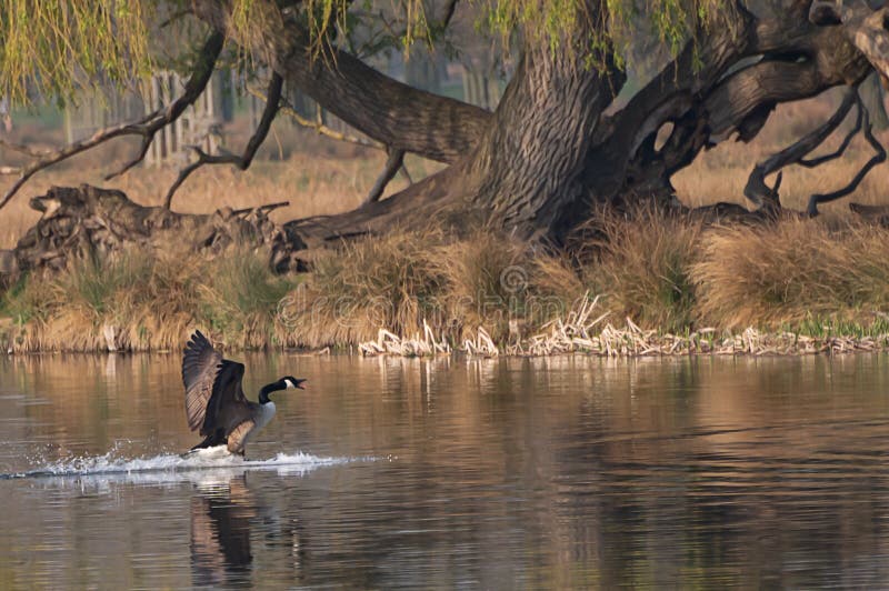 Canadian goose landing in a pond