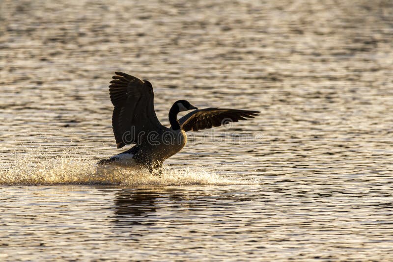 A canadian goose is landing on river at sunset