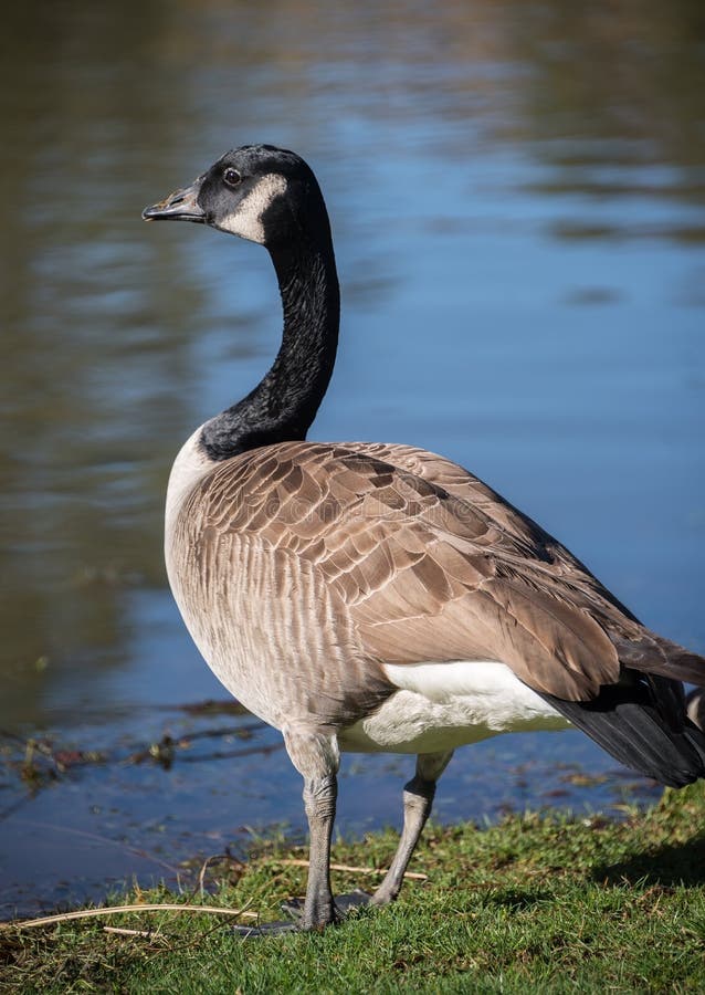 Canadian Goose stock photo. Image of bird, water, goose - 65736156