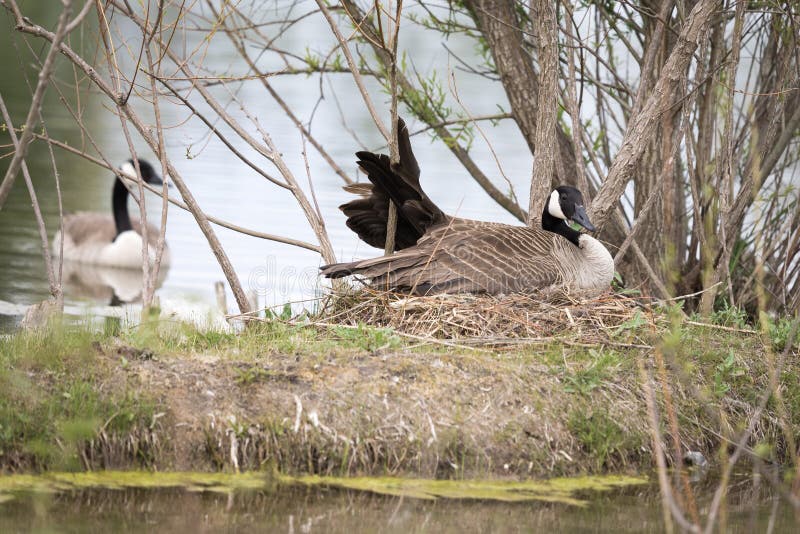 A female Canadian Goose sits on her nest with her wing awkwardly stuck on a branch while her mate swims protectively close by. A female Canadian Goose sits on her nest with her wing awkwardly stuck on a branch while her mate swims protectively close by.