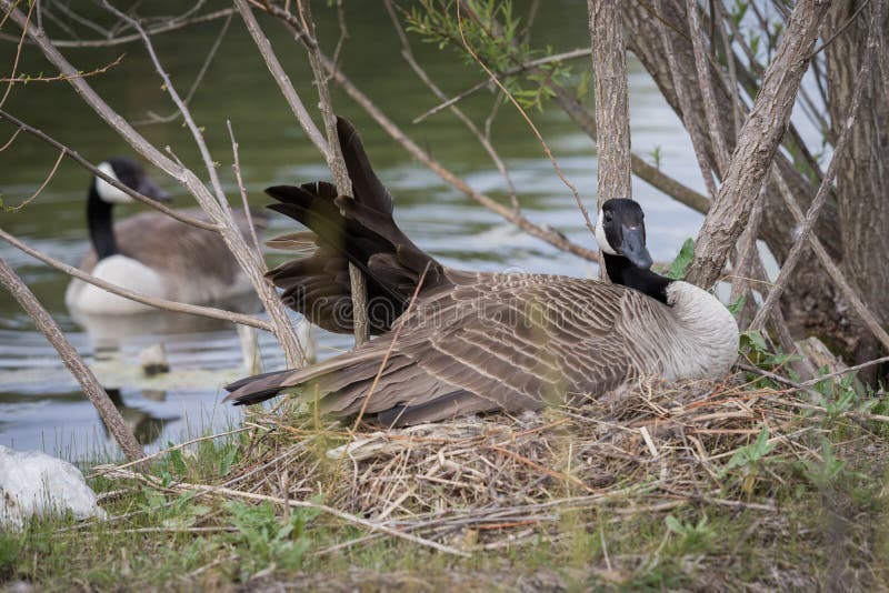 A female Canadian Goose sits on her nest with her wing awkwardly stuck on a branch while her mate swims protectively close by. A female Canadian Goose sits on her nest with her wing awkwardly stuck on a branch while her mate swims protectively close by.