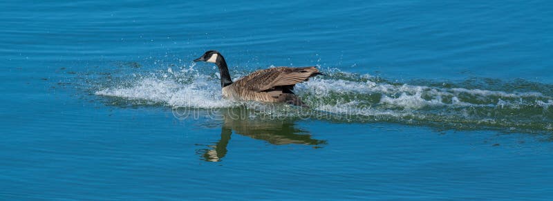 Canadian Goose splash landing into the water