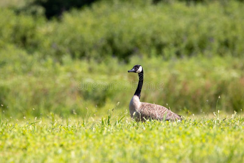 Canadian Goose in a Field stock photo. Image of canadensis 207894854