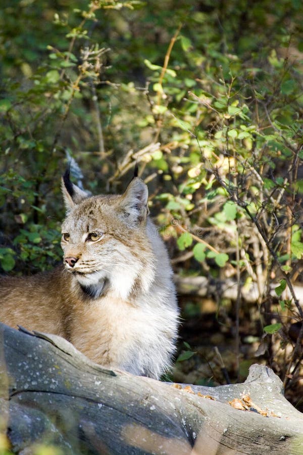 Canadian Lynx royalty free stock images