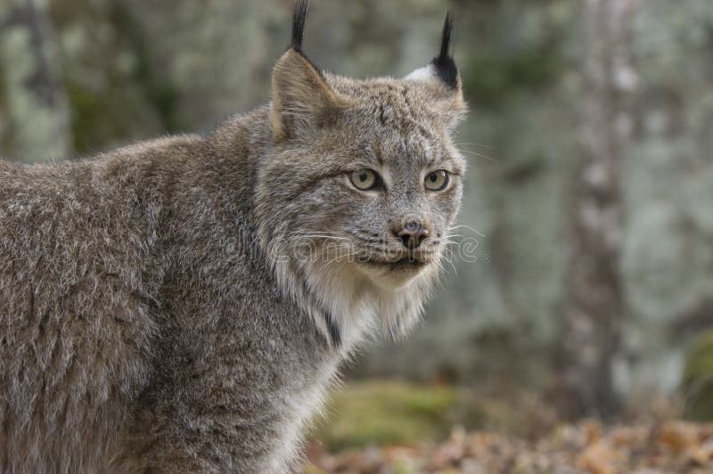 Canadian lynx royalty free stock photo