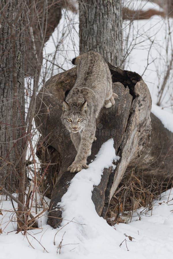 Canadian Lynx (Lynx canadensis) Walks Down Root Bundle Looking Out royalty free stock images