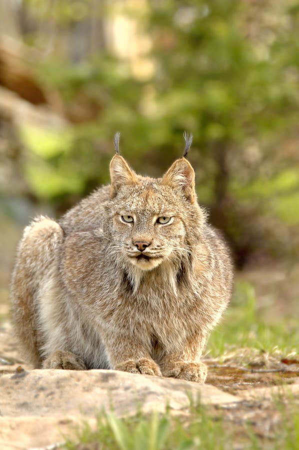 Canadian Lynx (Lynx canadensis) crouching. stock image