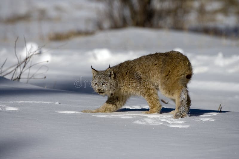 Canadian lynx, Lynx canadensis