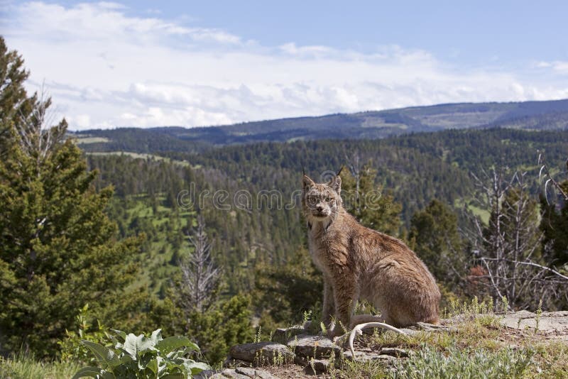 Canadian Lynx in mountain skyline