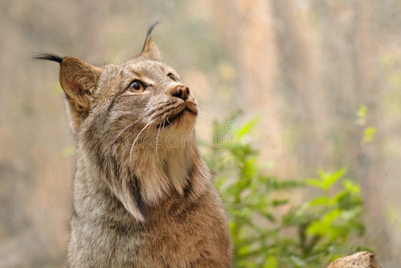 Canadian lynx portrait royalty free stock image