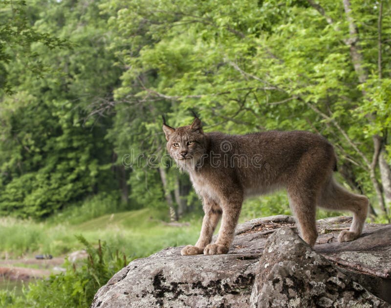 Canadian Lynx Portrait royalty free stock image