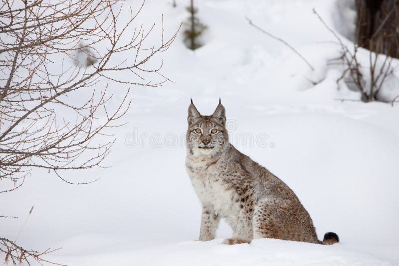 Canadian Lynx Sitting in Snow royalty free stock images