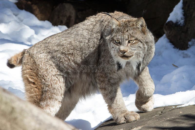 Amur tiger, snow leopard, lynx — The Alaska Zoo