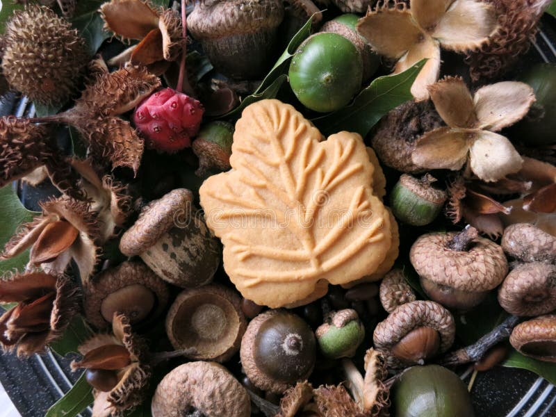 Canadian maple leaf cookie surrounded by nature, on a plate. One Canadian maple cream cookie, surrounded by a variety of fruits and seeds collected from stock photo Canadian maple leaf cookie surrounded by nature, on a plate. One Canadian maple cream cookie, surrounded by a variety of fruits and seeds collected from stock photo