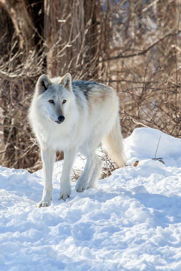 canadian gray wolf