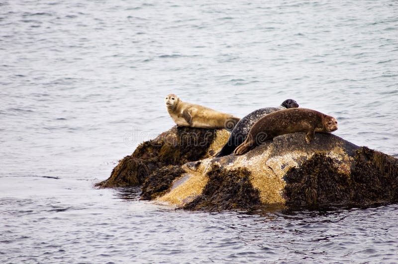 Canadian Seals stock photo. Image of grey, atlantic, seal 1025934