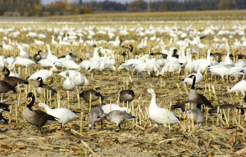 Canadian and snow geese in cut corn field