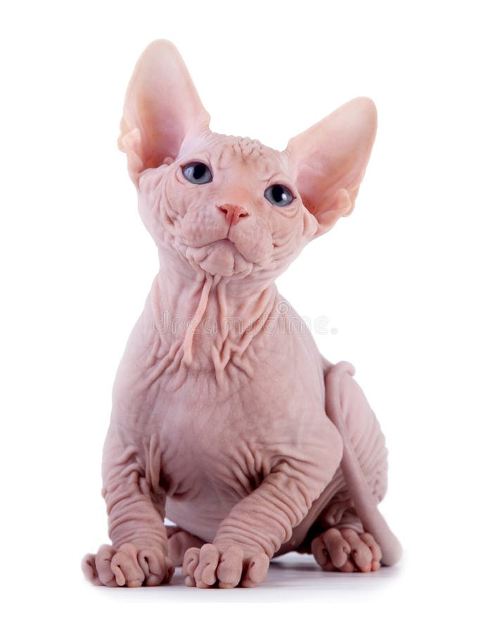 The Canadian sphynx stock image. Image of gray, bald 16715063