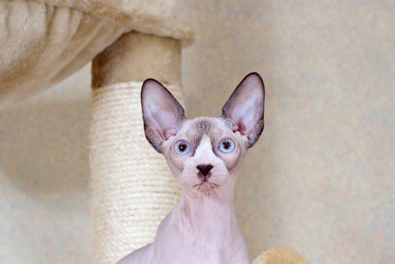 Canadian sphynx stock image. Image of parquet, purebred 27350315