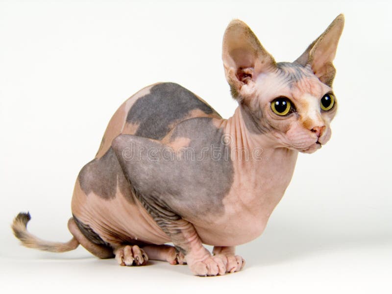 3,637 Sphynx Canadian Stock Photos Free & RoyaltyFree Stock Photos