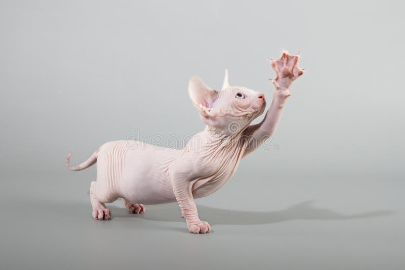 Canadian sphynx cat stock photo. Image of animal, purebred 43669896