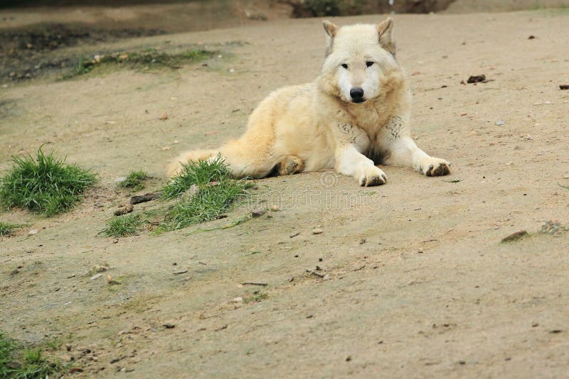 Canadian timber wolf royalty free stock photos Canadian timber wolf royalty free stock photos