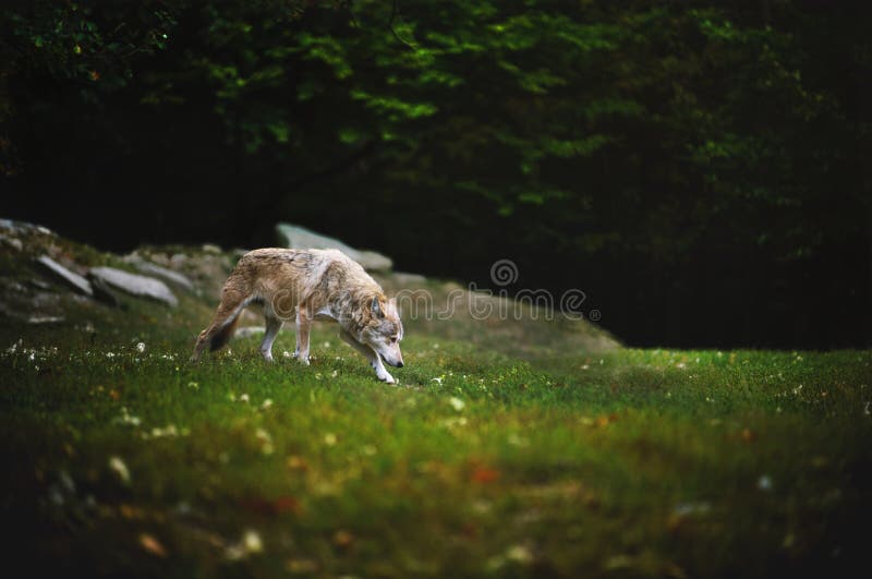Canadian Timber Wolf in motion. The Wolf walking and sniffing on meadow with dark forest on backround. royalty free stock photo Canadian Timber Wolf in motion. The Wolf walking and sniffing on meadow with dark forest on backround. royalty free stock photo