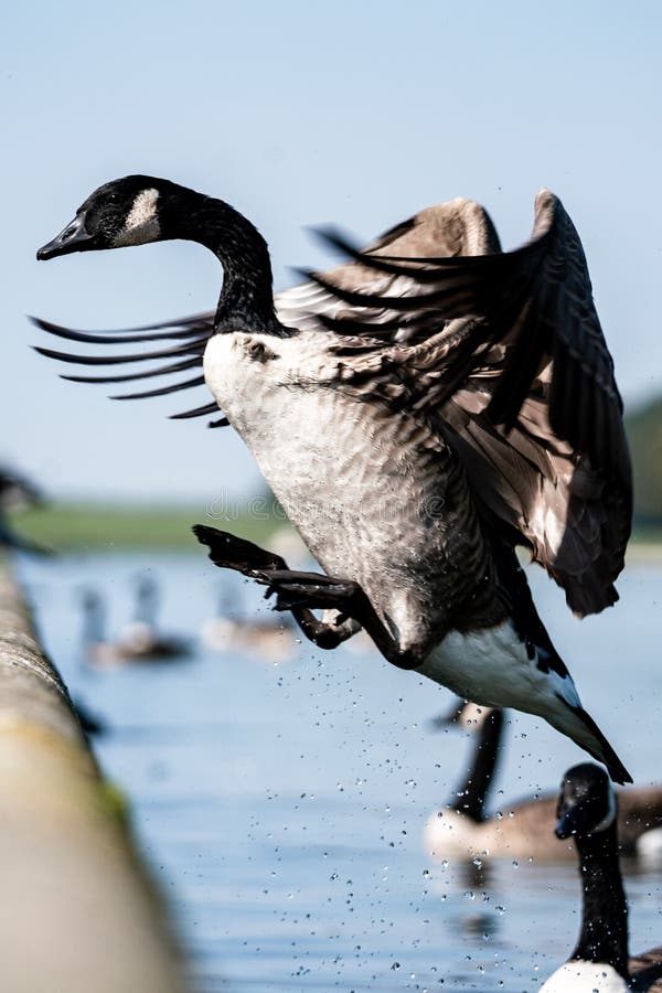 Wild goose landing near to other birds