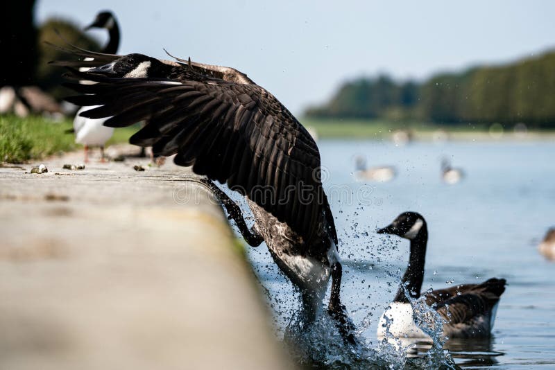 Canadian wild goose landing