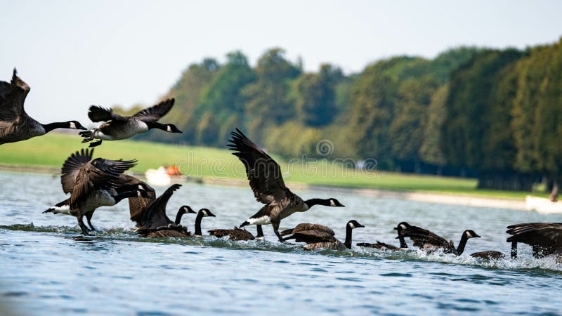 Canadian wild gooses landing in water