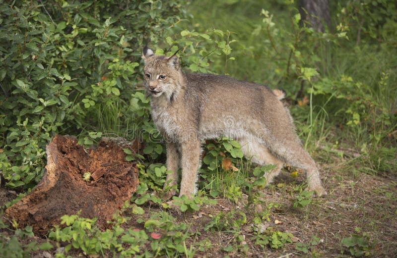 Canadien Lynx frappant une pose devant le grand tronçon photographie stock