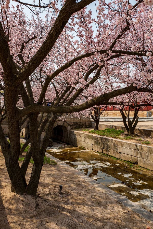Canal by the entrance of Changgyeonggung Palace in Honghwamun Area with Cherry blossom, Seoul, South Korea royalty free stock photography Canal by the entrance of Changgyeonggung Palace in Honghwamun Area with Cherry blossom, Seoul, South Korea royalty free stock photography