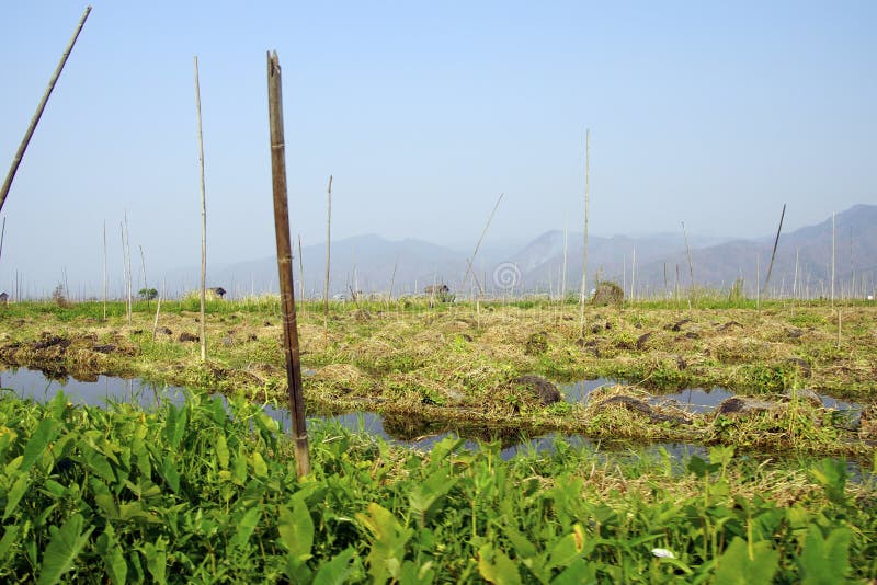 Canals Intersect the Floating Vegetable Gardens Stock Photo Image of